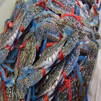 海鮮活體空運(yùn)